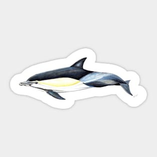 Common dolphin Sticker